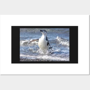 Chinstrap penguin coming back from fishing Posters and Art